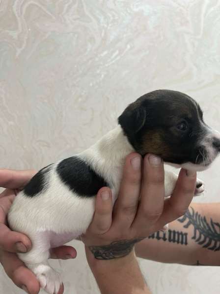 Щенки Джек Рассел терьер в Москве фото 8