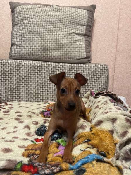 Продам Тоя Мальчика в Томске