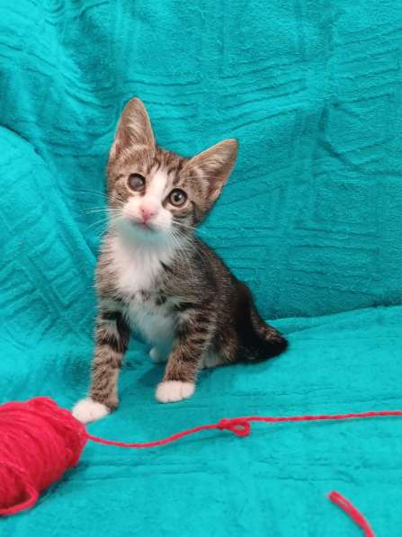 Маленькие красивые котята ищут дом в Санкт-Петербурге фото 10