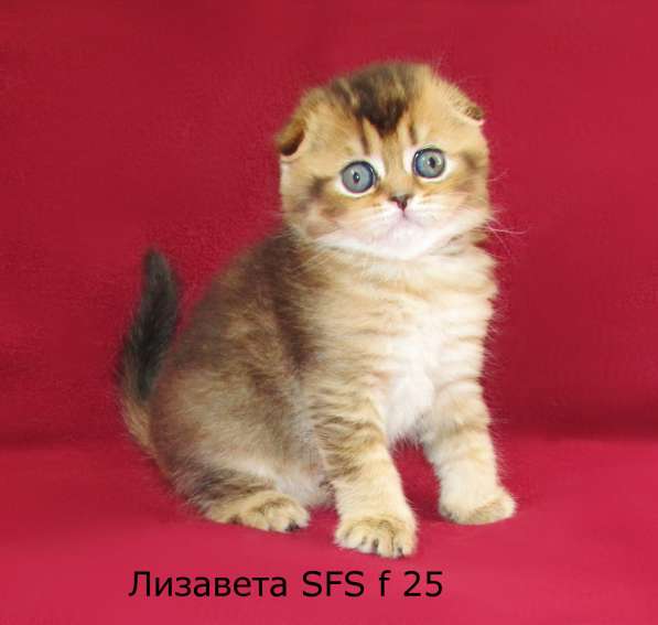 Шотландские котята из питомника в Санкт-Петербурге