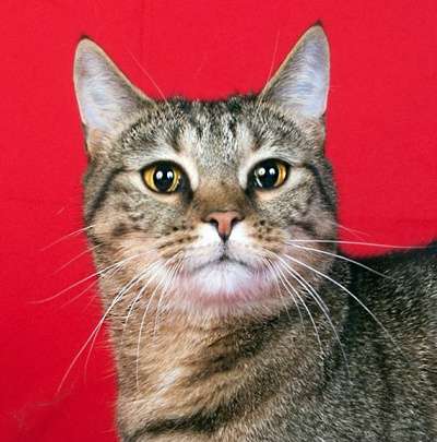 наша крупная Кама в Санкт-Петербурге фото 3