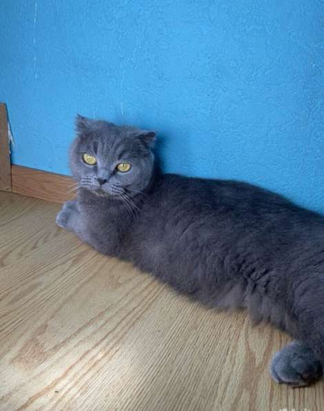 Котята в семью в Сочи фото 5