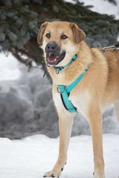 Чудесная Барабулька ищет дом и любящую семью! в Москве фото 6