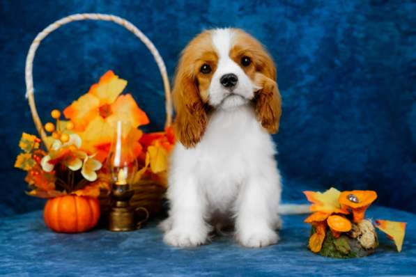 Кавалер Кинг Чарльз спаниель -щенок в Ярославле