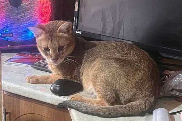 Чаузи котята