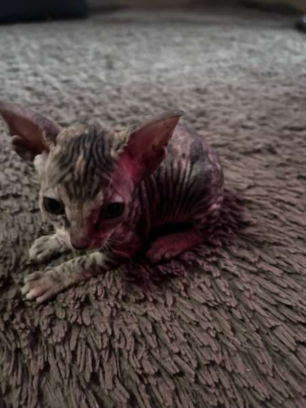 Котята в Белово фото 3