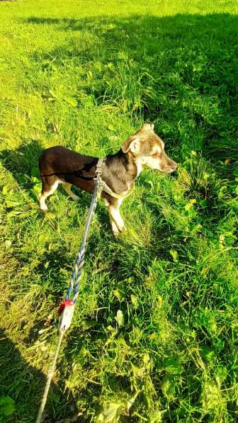 Домашний щенок от небольшой собачки в Санкт-Петербурге фото 4