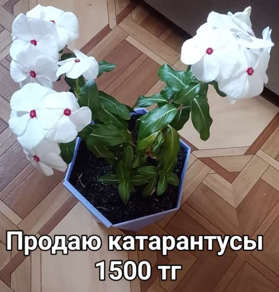 Катарантусы разных расцветок продаю в фото 14