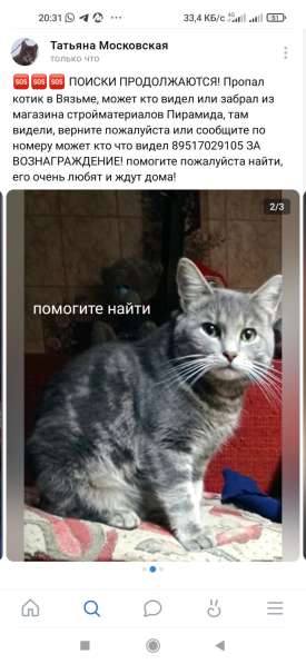 ПРОПАЛ КОТИК ПОМОГИТЕ НАЙТИ в Вязьме фото 5