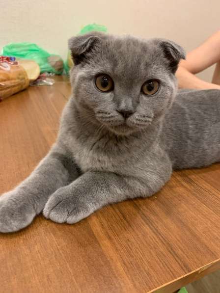 Отдам в добрые руки кошку в Серпухове