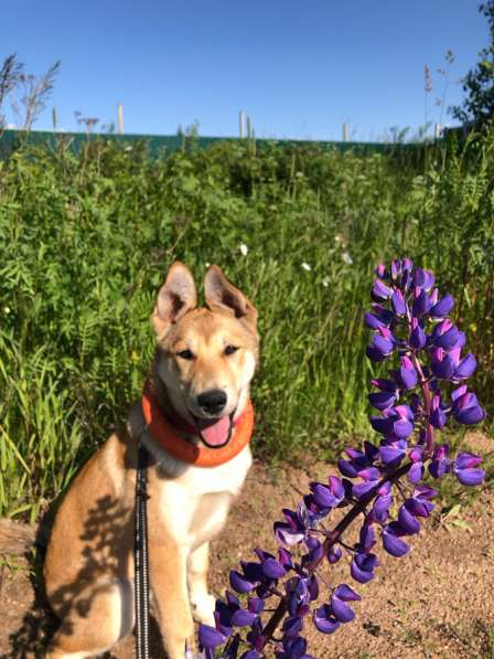 Щенок в добрые руки в Санкт-Петербурге фото 4