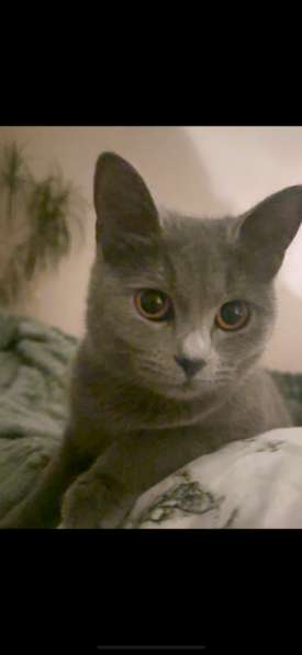 Срочно отдам кошку