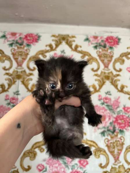 Котята в добрые руки?