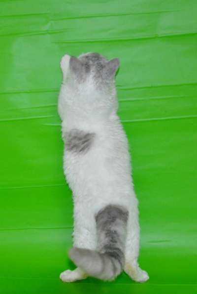 Молодой перспективный селкирк-рекс в Москве