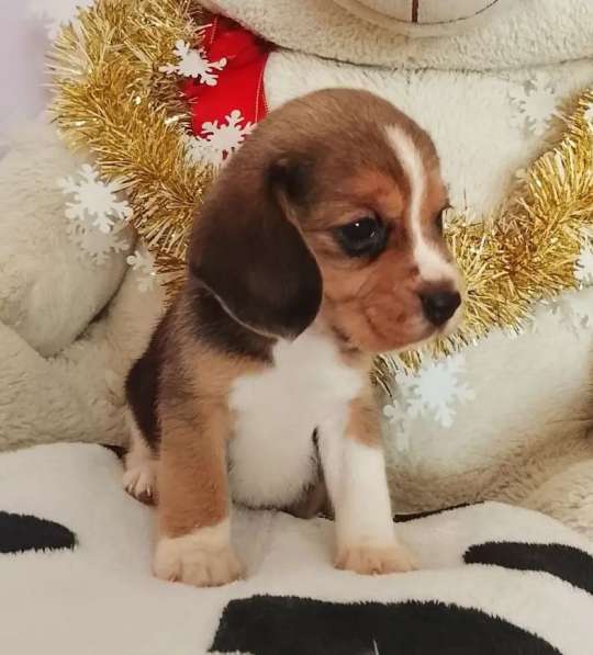 Бигль в Уссурийске