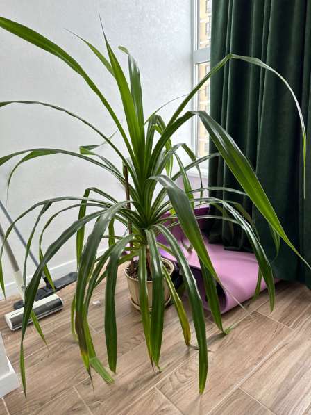 Пальма пандаус