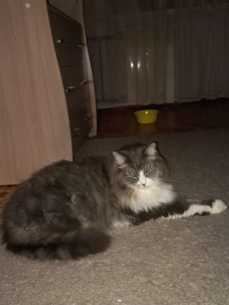 Кот сибиряк,4 года в Новосибирске фото 22