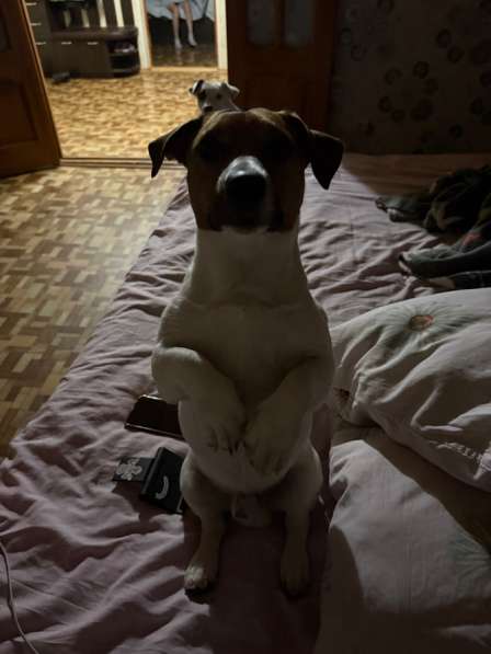 Малыш Джек Рассел терьер на вязку!