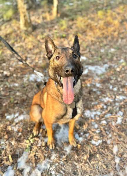 Красавчик Анзор ищет дом в Москве фото 10