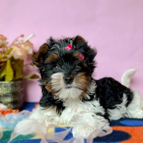 Бивер йоркширский терьер в фото 4