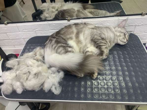 Груминг для собак и кошек ?? в Сургуте фото 3