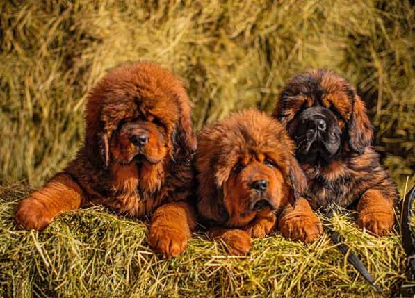 Щенки тибетского мастифа