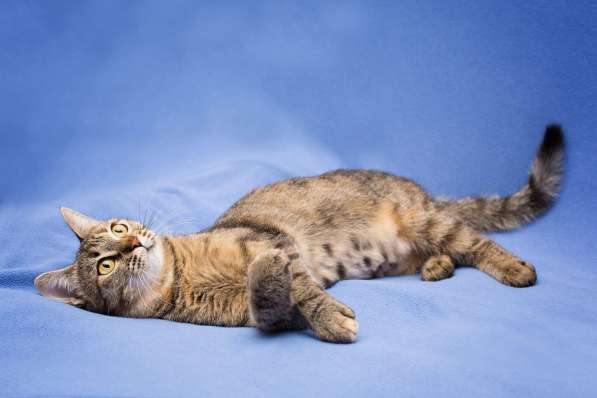 Очаровательная полосатая кошечка Джуля в добрые руки в Москве фото 6