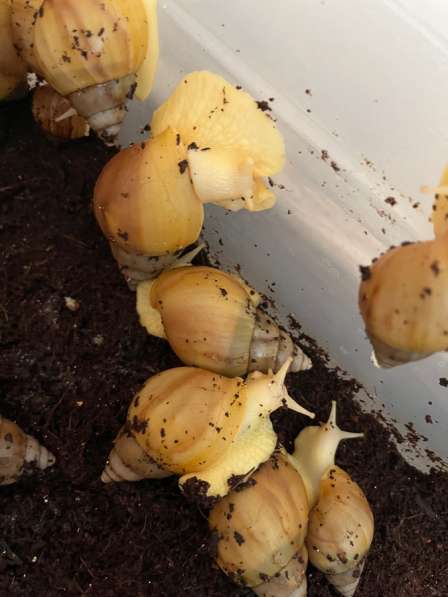 Улитки Ахатины