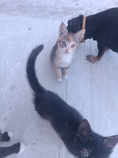 Котята даром в Керчи фото 5
