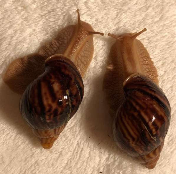 Куплю улитку ахатину (ретикуляту или иммакуляту) в Новосибирске