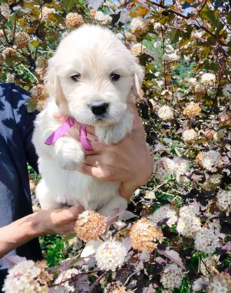 Щенки золотистого ретривера в Москве фото 3