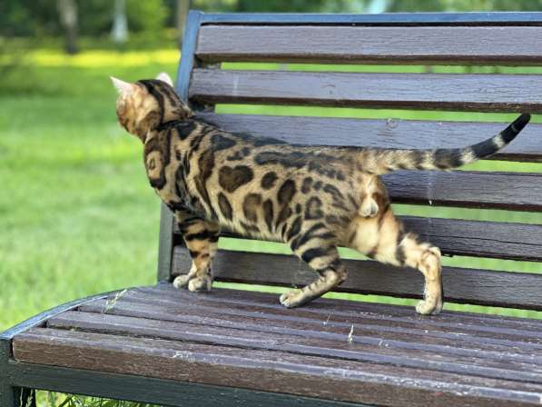 Бенгальский шикарный кот в разведение