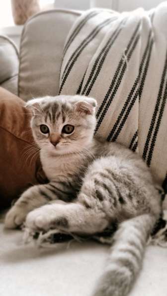 BKH Silver Tabby Kitten в фото 4