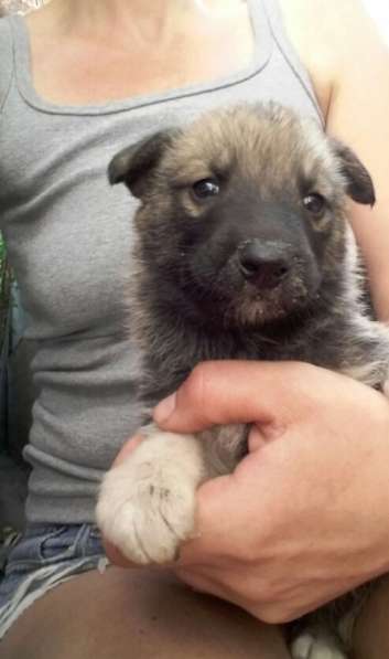 Щенки ищут хозяина в Красноярске фото 28