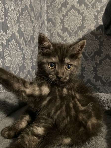 Замечательный котёнок девочка в фото 6