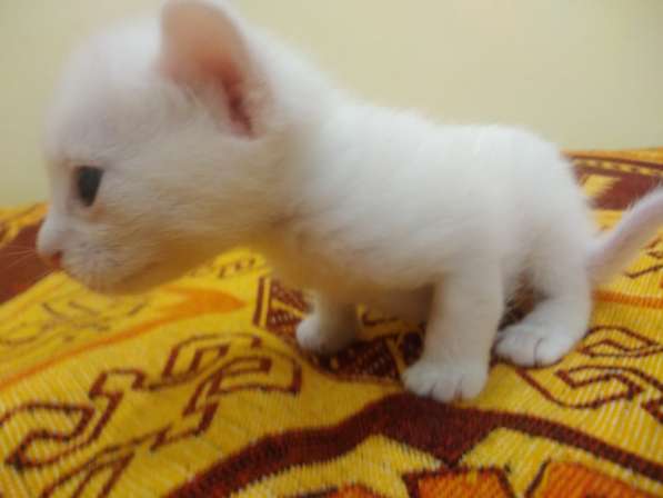 Котёнок донской сфинкс. браш, белый в Прокопьевске фото 8