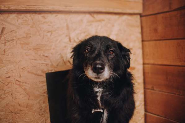 Весёлая, ласковая Чукча ищет семью в Москве фото 28