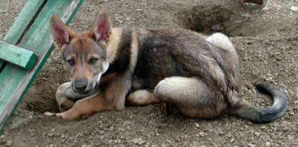 Чехословацкая волчья собака - 4 месяца в Москве фото 5