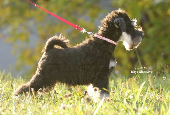 Шикарные щенки цвергшнауцера окраса черный с серебром в фото 5