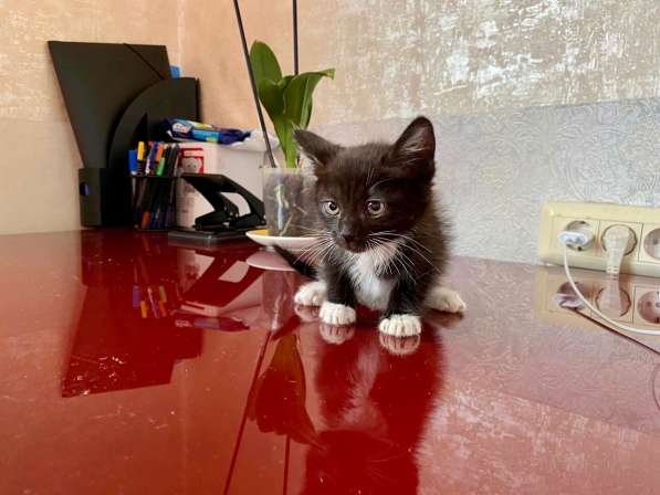 Котенок Шошу - лучистое счастье в дар в Москве фото 7