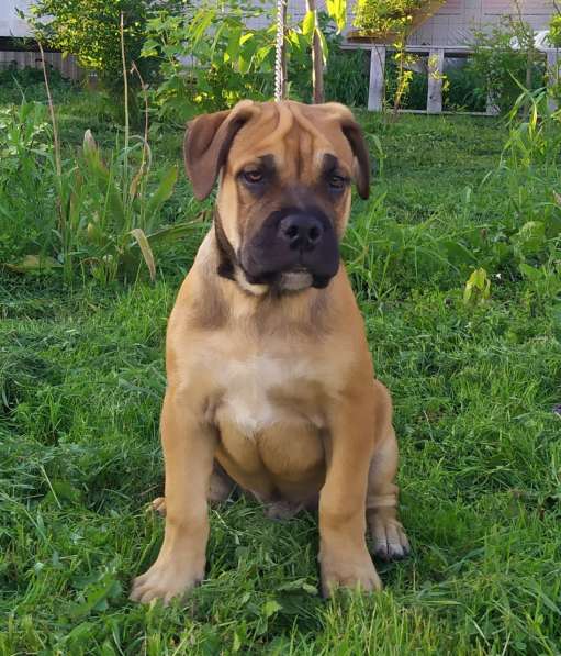 Щенок ка де бо (кадебо) в Москве фото 3