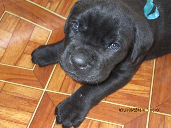 Малыши Корсики 3 мес в Москве фото 19