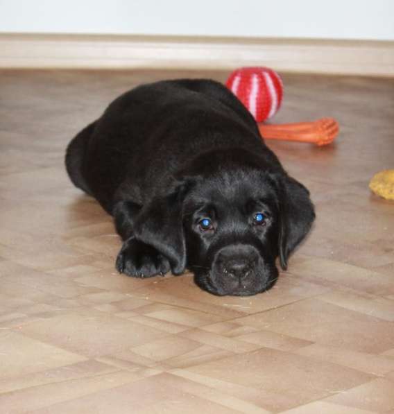 Щенки Лабрадора ретривера в Нижнем Новгороде фото 10