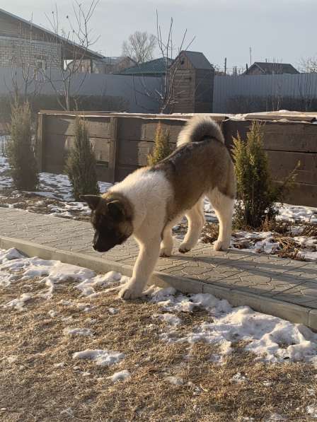 Акита в Ростове-на-Дону фото 47