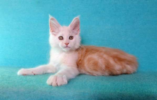 Апельсинки к Новому Году в Рязани фото 52