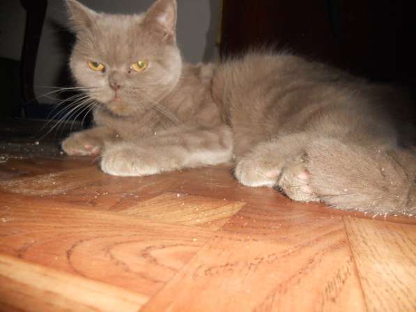 Вязка с плюшевым котиком в Воронеже фото 4