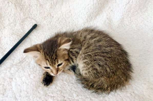 Полосатое очарование котенок Тина в добрые руки в Москве фото 6