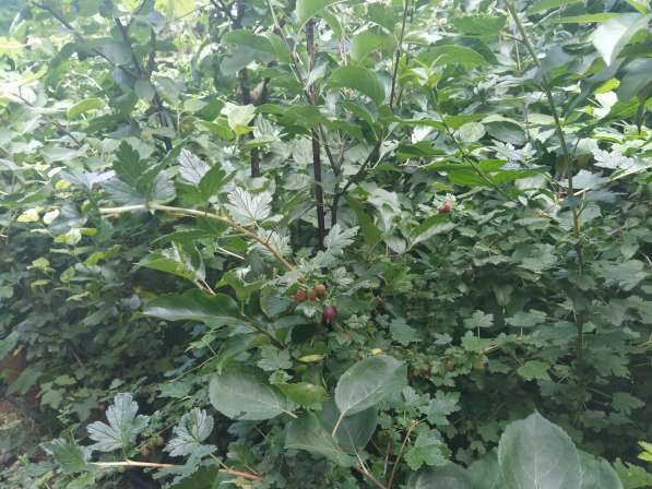 Ровный участок на 7км СТ Горнодолинный в Севастополе фото 14