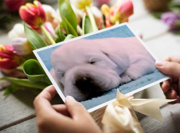 Очень красивые щенки лабрадорар в Иркутске фото 14