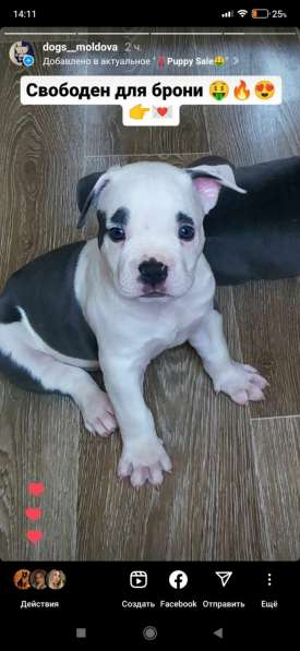 Мощные щенки амстаффа голубых кровей в фото 12